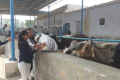 Sirsa18