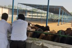 Sirsa7